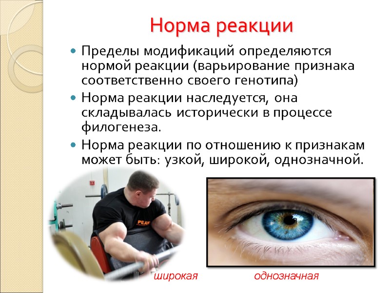 Норма реакции Пределы модификаций определяются нормой реакции (варьирование признака соответственно своего генотипа) Норма реакции